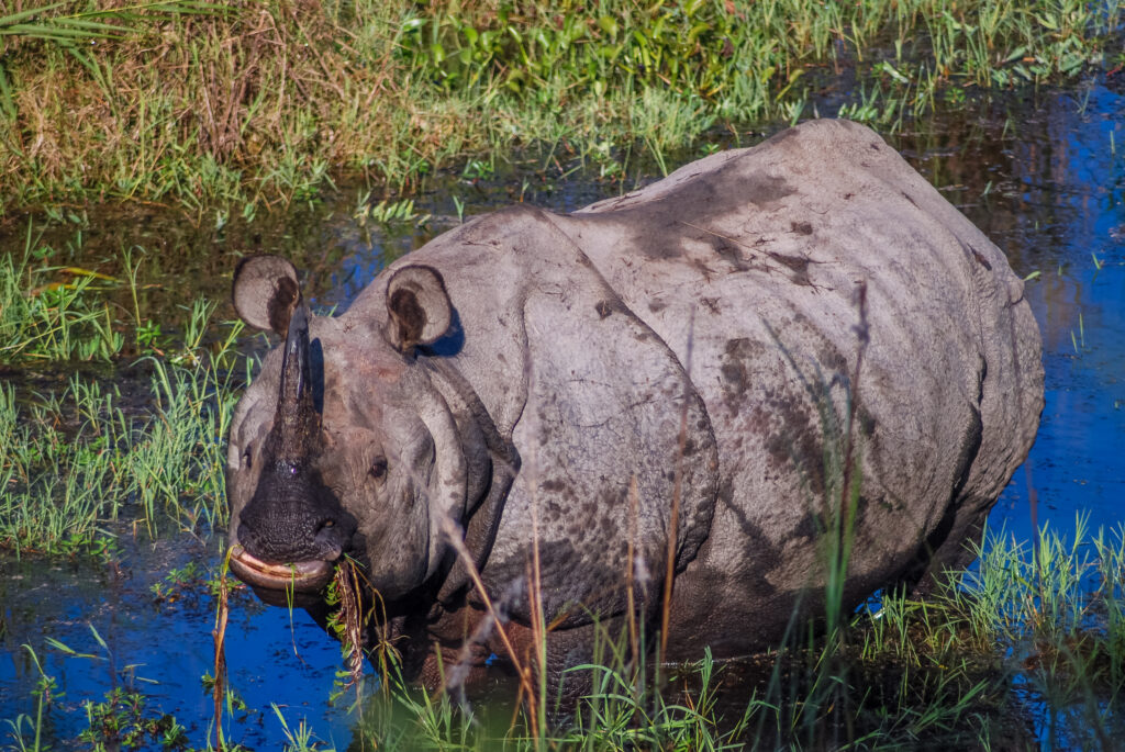 Chitwan Nationalpark Mit seinem dichten Dschungel, weiten Graslandschaften und Flussauen bietet der Park idealen Lebensraum für diese beeindruckende Tierart.